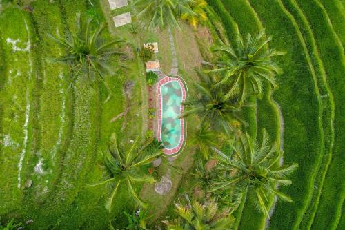 an overhead view of a pool in a field with palm trees at Pesona Bali Ecolodge by AGATA in Jatiluwih
