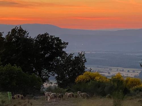 a herd of animals grazing in a field at sunset at Charmante dépendance avec piscine en Provence in Le Puy-Sainte-Réparade