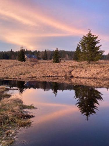 a reflection of a tree in a body of water at Ubytování U Křížku in Modrava