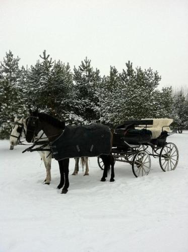 a horse pulling a carriage in the snow at Bodrogi Kúria Wellness Hotel in Inárcs