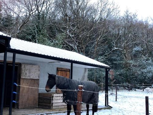 a horse standing next to a stable in the snow at Wood House Lodge in Tipperary