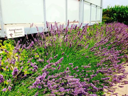 Κήπος έξω από το Villa Stubnitz