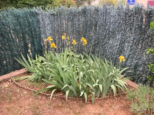 a garden with yellow flowers in front of a fence at Villa de Caractère in Pourcieux