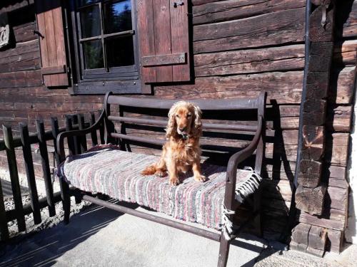 a dog sitting on a bench in front of a building at Umundum Hütte in Katsch Oberdorf