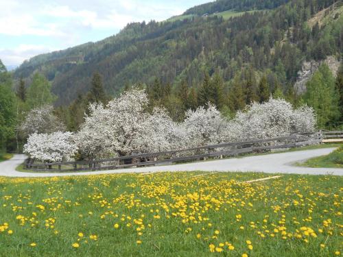 a group of white trees in a field of flowers at Umundum Hütte in Katsch Oberdorf