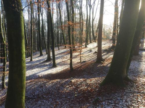 un bosque de árboles con el sol brillando en Ferienhaus Baumgarten1 en Gnas