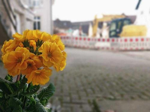una flor amarilla sentada en un lado de la calle en Ferien im Heckenland, en Kenzingen