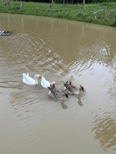 drei Enten schwimmen in einem Wasserkörper in der Unterkunft Sítio Jz in Antônio Carlos