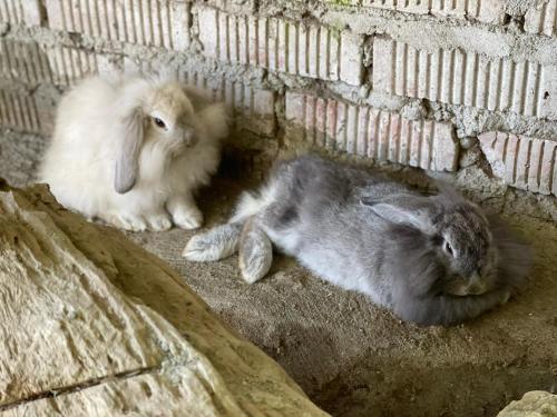 two rabbits laying next to a brick wall at Bonsai Villa @ Mesilou 盆栽小苑 in Kampong Kundassan