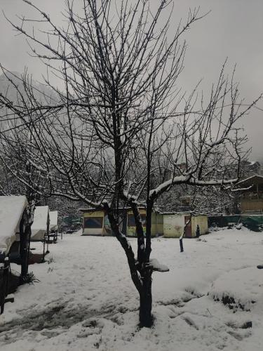 un árbol cubierto de nieve en un patio en Kasol Village Camp, en Kasol