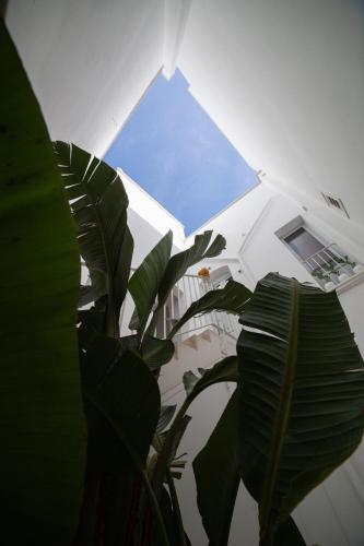 a plant in front of a room with a window at Vecchia Mottola Private Suite & Spa in Mottola