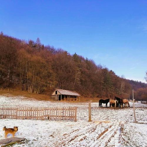 a group of horses in a snowy field with a dog at Oddychový pobyt na rodinnej farme in Matiaška