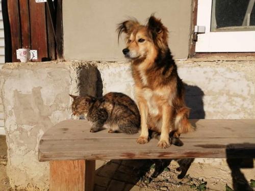 a dog and a cat sitting on a wooden bench at Oddychový pobyt na rodinnej farme in Matiaška
