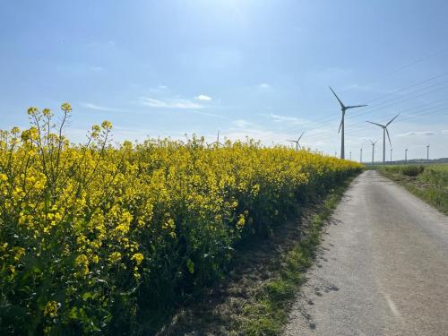 a field of yellow flowers next to a dirt road at Kaisers Ferienhaus in Kaifenheim