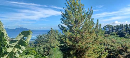 a group of trees with the ocean in the background at Logement Confort avec Piscine Tahiti Punaauia in Punaauia