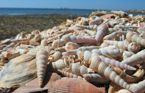 a large group of shells on a beach at Apartma VitaMia in Ankaran