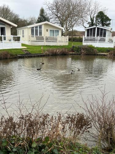 a group of ducks swimming in a river at On the Lake Weeley in Weeley