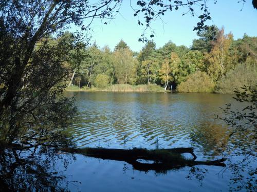 a lake with a tree branch in the water at Apartment 214 im Haus Frauenpreiss in Sahlenburg