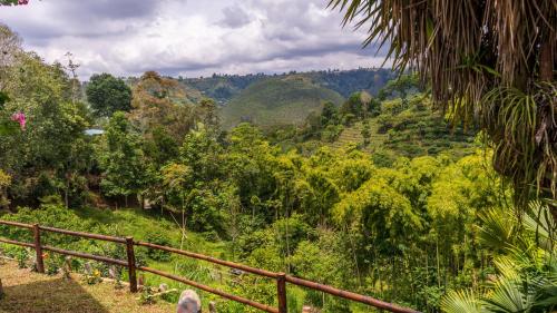 a view of the mountains from a viewpoint in the jungle at eco hotel finca los naranjos in Salento