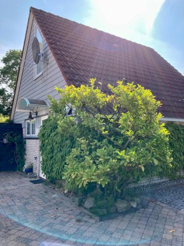 a house with a large bush in front of it at Gudrun 5 pers Equipped house with sauna. Dogs are welcome! in Anjum