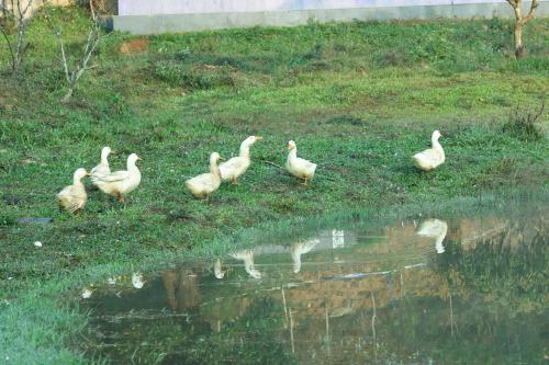 ヴィラの敷地内または近くにいる動物