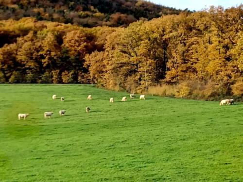 a herd of animals grazing in a green field at La Maison des Roses in Drachenbronn