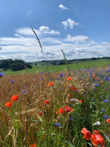 a field filled with lots of colorful flowers at Pension Kramerhof in Taufkirchen