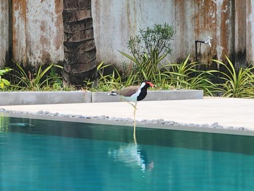 a bird standing in the water next to a pool at The Jam House in Ahangama