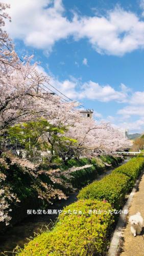 a row of cherry blossom trees next to a river at tsubame-ya in Kyoto