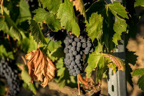Φωτογραφία από το άλμπουμ του Agriturismo Le Tre Pietre - Podere nel Chianti σε Quercegrossa