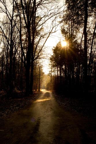 a dirt road with the sun shining through the trees at Sankakkei 2 - Lewy Brzeg Narwi in Burlaki