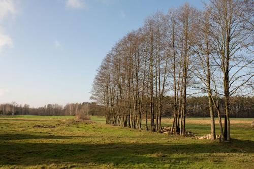 a group of trees standing in a field at Mała Holenderka - Lewy Brzeg Narwi in Burlaki