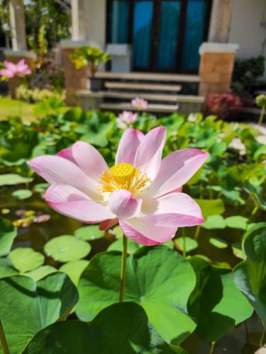 a pink flower in a pond with lily pads at Villa Sky Dancer - Bali in Amed
