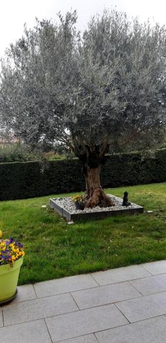 a tree in the middle of a field with a flower pot at Ma maison fleurie proche AEROPORT LYON ST EXUPERY, LDLC ARENA, Groupama Stadium,Eurexpo in Janneyrias