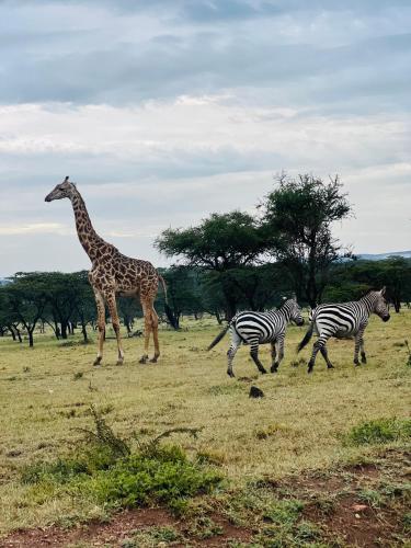 a giraffe and two zebras running in a field at Nashipae Cultural Oasis in Ololaimutiek