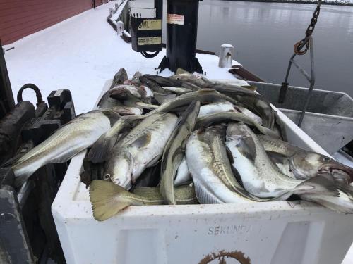 a bunch of fish in a box on a boat at Cabin in Lofoten with spectacular view in Ballstad