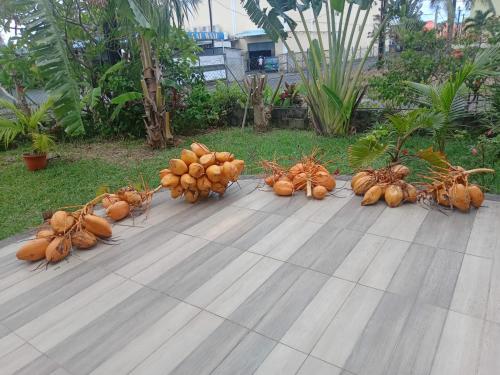 une bande de légumes-racines assise sur un parquet dans l'établissement Villa Benaglia, à Mahébourg