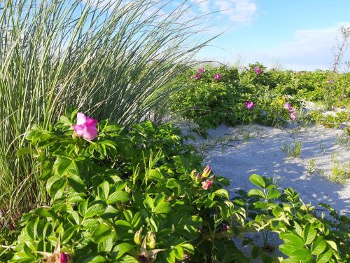 um jardim com flores cor-de-rosa e relva alta em Eikkater 4 EG em Graal-Müritz