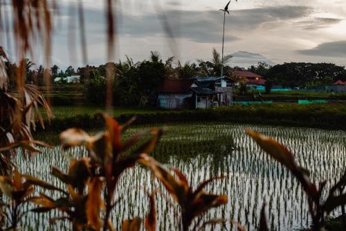 ein Reisfeld mit einem Haus im Hintergrund in der Unterkunft Nila Chandra Bungalows in Ubud