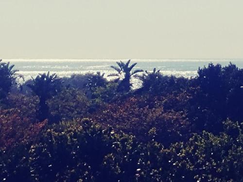 pole z drzewami i ocean w tle w obiekcie Utopia in Palm Beach w mieście Port Edward