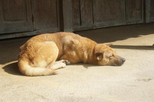 a dog laying on the ground in front of a door at Duy Tuyen Ba Be Homestay in Bak Kan