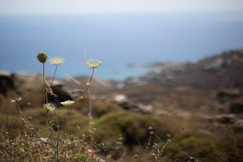 a view of some flowers on a hill at Kea 360 VILLAS- Dionysos Den in Korissia