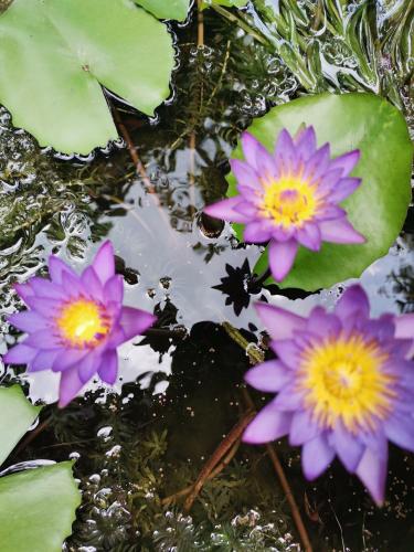 un gruppo di fiori viola in uno stagno di Shadow lake villa a Habaraduwa Central