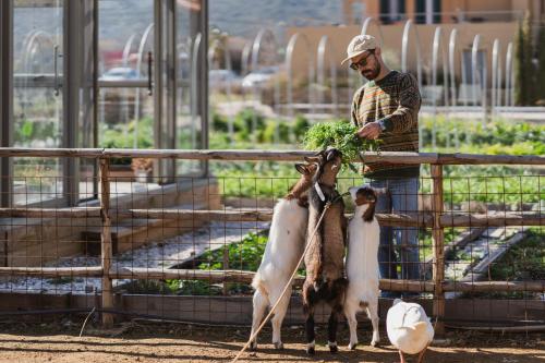 Un uomo sta dando da mangiare a tre capre in una penna di Milea Agritourism - Farmhouse in Mantineia Arcadia a Kápsas