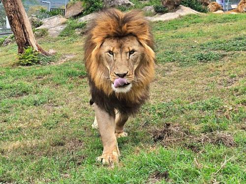 a lion walking in the grass with its tongue at Lions View Accommodation in Nelspruit