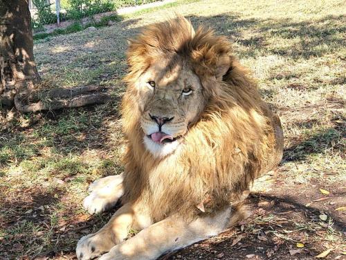 a lion laying on the ground in the grass at Lions View Accommodation in Nelspruit