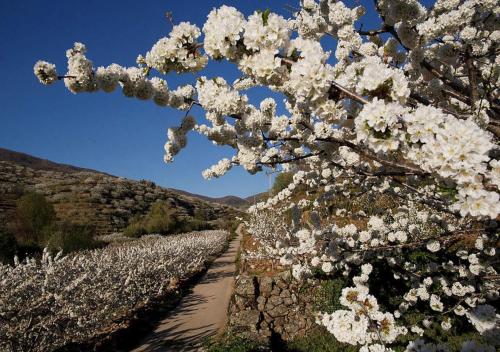 Casas del Monte的住宿－CASA RURAL ARBEQUINA, Primavera en el Valle del Ambroz，有一排种着白色花的树木