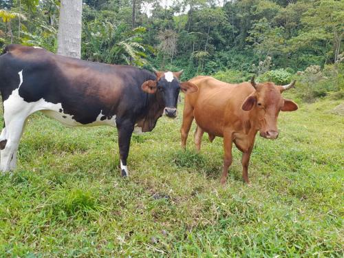 two cows standing in a field of grass at Finca Del Cielo in El Castillo de la Fortuna