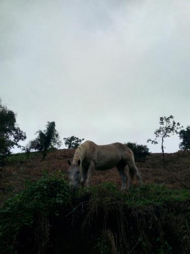 a horse grazing in a grassy field at Finca Del Cielo in El Castillo de la Fortuna