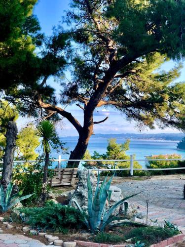 un albero con una scala di fronte all'acqua di RITA SEA VIEW a Kallithea